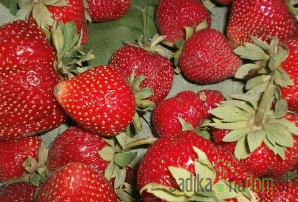 Jagoda Murano - VEČRODNA