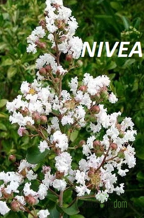 Indijska Lagerstremija 
