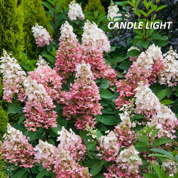 Latasta hortenzija (Hydrangea paniculata) 
