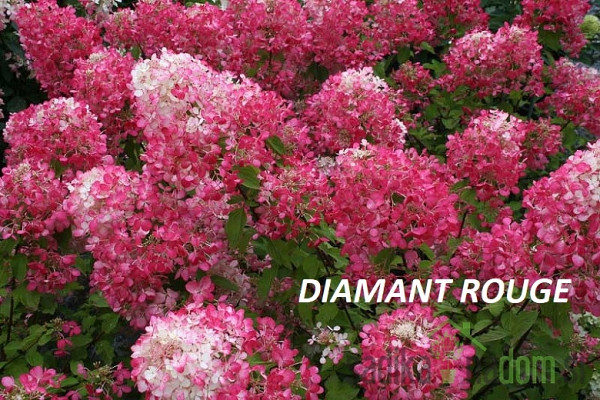 Latasta hortenzija (Hydrangea paniculata) 