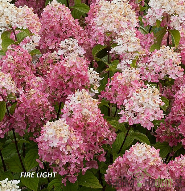 Latasta hortenzija (Hydrangea paniculata) 