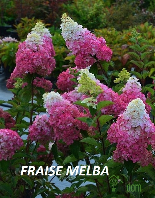 Latasta hortenzija (Hydrangea paniculata) 