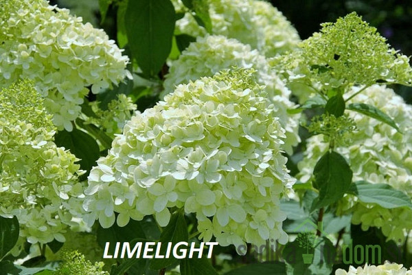 Latasta hortenzija (Hydrangea paniculata) 