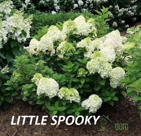 Latasta hortenzija (Hydrangea paniculata) 