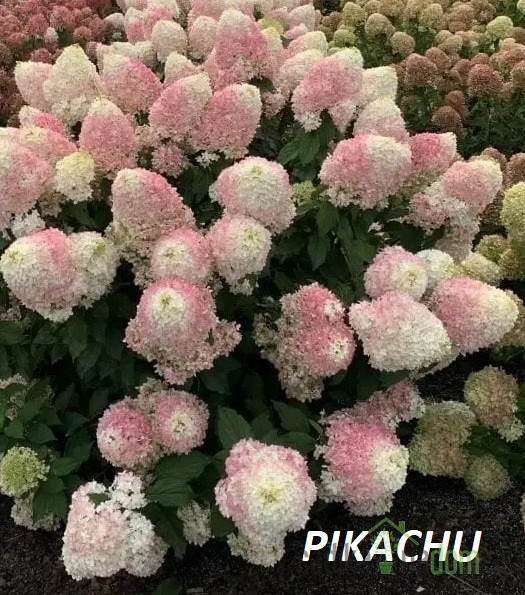Latasta hortenzija (Hydrangea paniculata) 