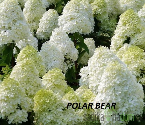 Latasta hortenzija (Hydrangea paniculata) 