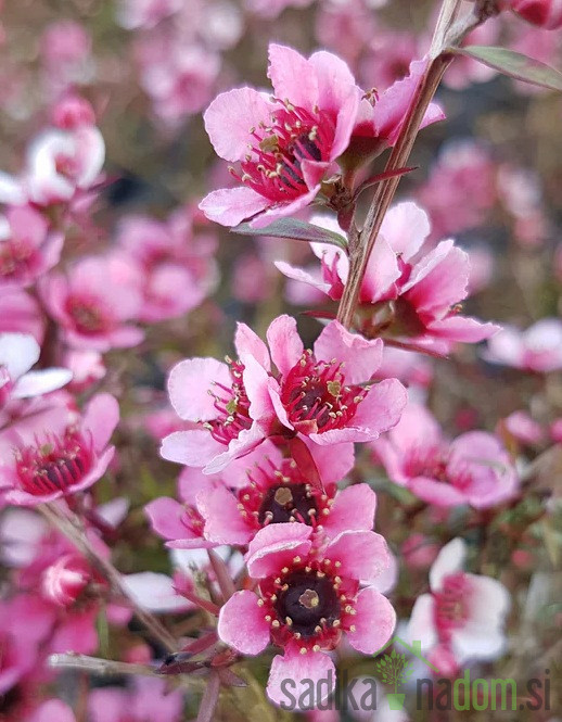 Manuka - čajni grm - MEDOVITA RASTLINA
