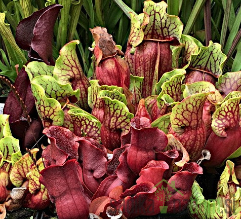 Mesojedka (Sarracenia species)