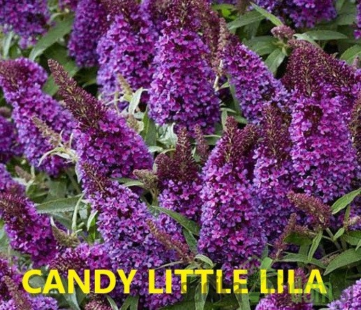 Metuljnik MIX (Buddleja davidii)