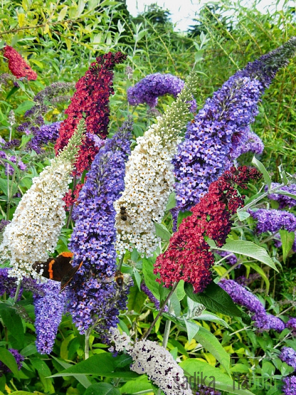 Metuljnik MIX (Buddleja davidii)