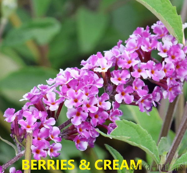 Metuljnik MIX (Buddleja davidii)