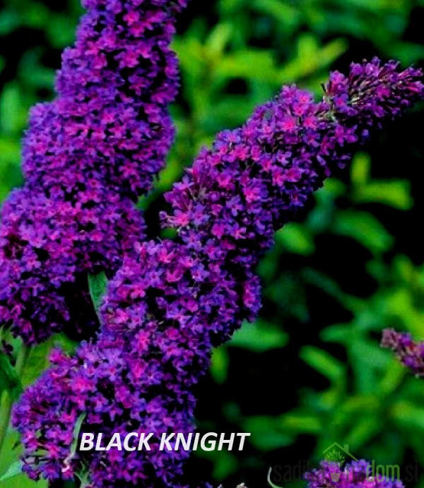 Metuljnik MIX (Buddleja davidii)