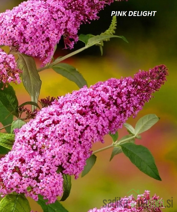 Metuljnik MIX (Buddleja davidii)