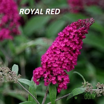 Metuljnik MIX (Buddleja davidii)