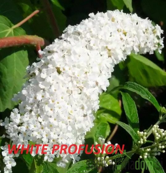 Metuljnik MIX (Buddleja davidii)