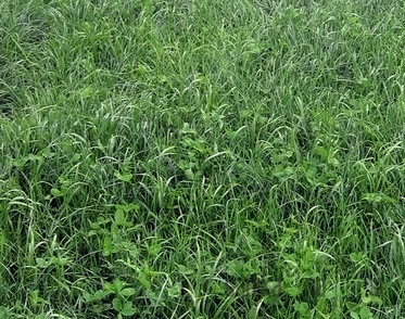 Seme Njiva 2 - večletna kompleksna deteljno travna mešanica