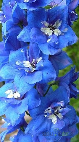 Ostrožnik (Delphinium Pacific Giant) Blue Bird