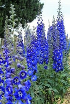 Ostrožnik (Delphinium Pacific Giant) Blue Bird