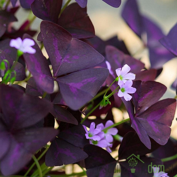 Zajčja deteljica (Oxalis sp.)