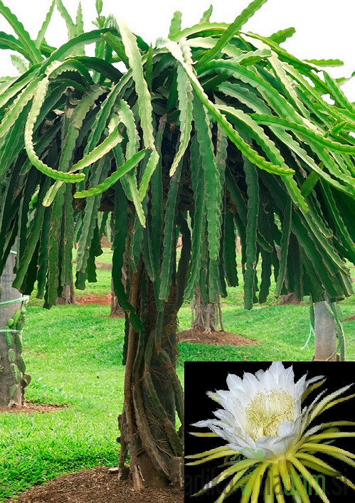 Pitaja/ Dragon fruit