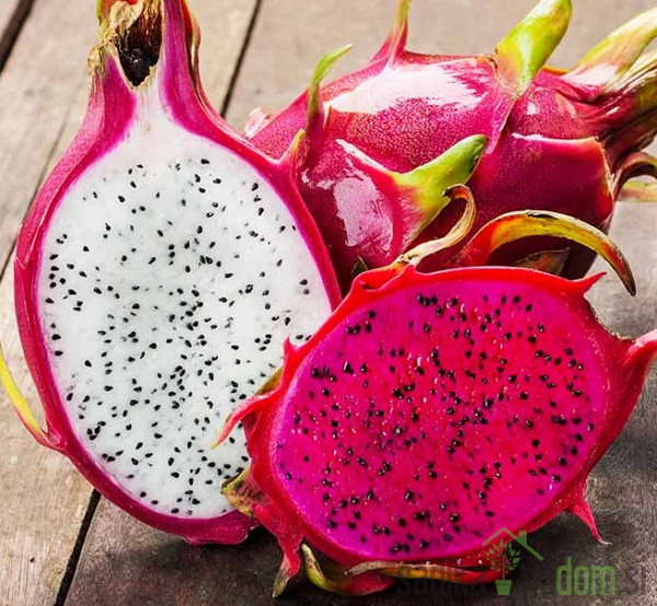 Pitaja/ Dragon fruit