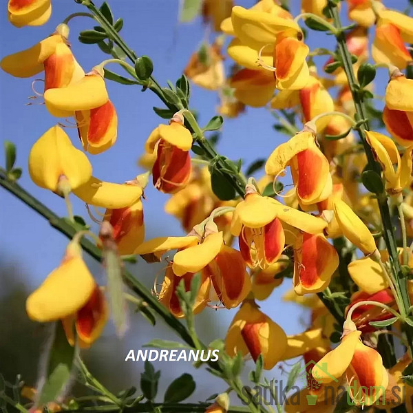 Reličnik (Cytisus scoparius)