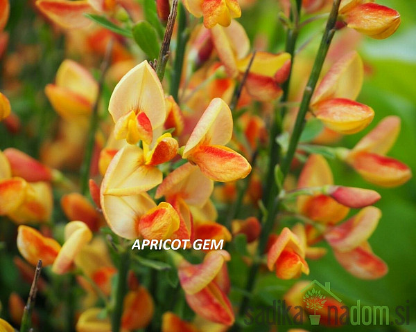 Reličnik (Cytisus scoparius)