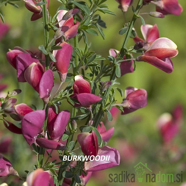 Reličnik (Cytisus scoparius)