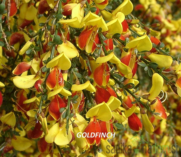 Reličnik (Cytisus scoparius)