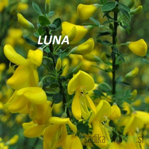 Reličnik (Cytisus scoparius)