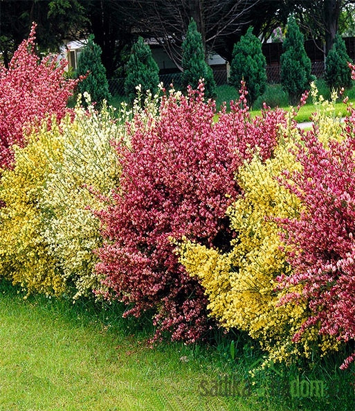 Reličnik (Cytisus scoparius)