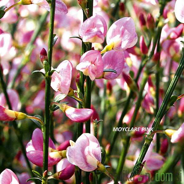 Reličnik (Cytisus scoparius)