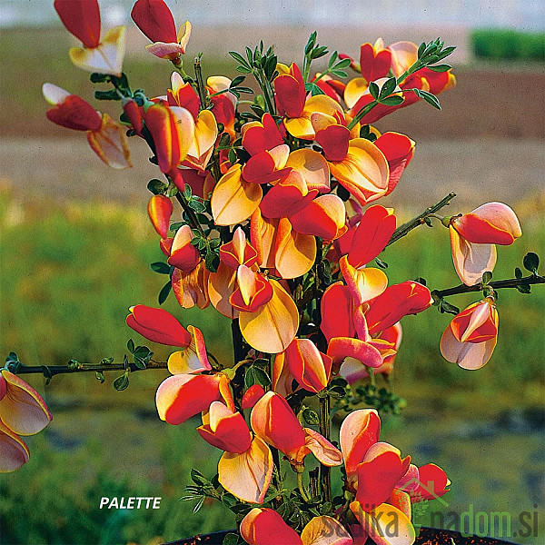 Reličnik (Cytisus scoparius)