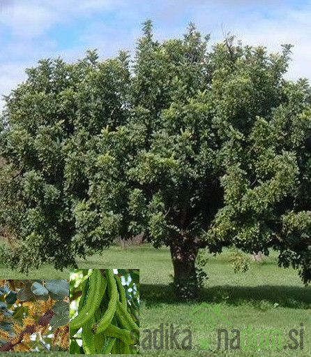 Rožičevec ( ceratonia siliqua carrubo)