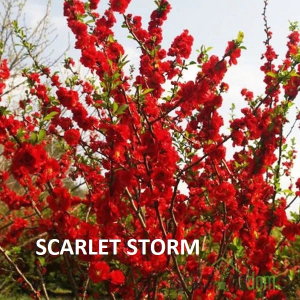 Japonska kutina Storm (Chaenomeles speciosa)