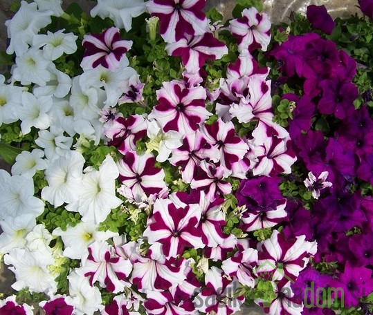 Surfinija (Petunia sp.)