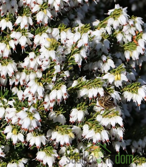 Trajna vresa (Erica Darleyensis)