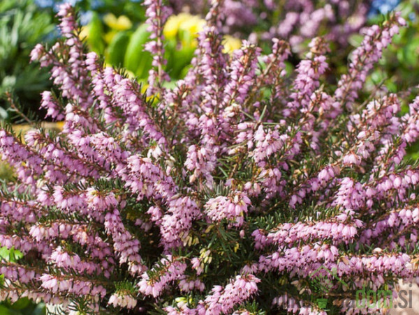 Trajna vresa (Erica Darleyensis)