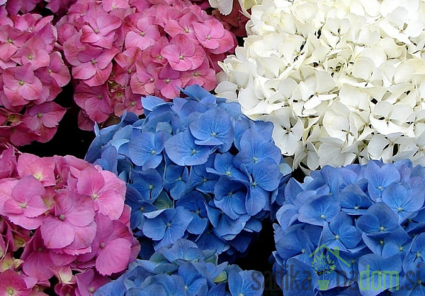 Vrtna hortenzija (Hydrangea macrophylla)