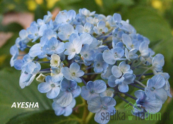 Vrtna hortenzija (Hydrangea macrophylla)