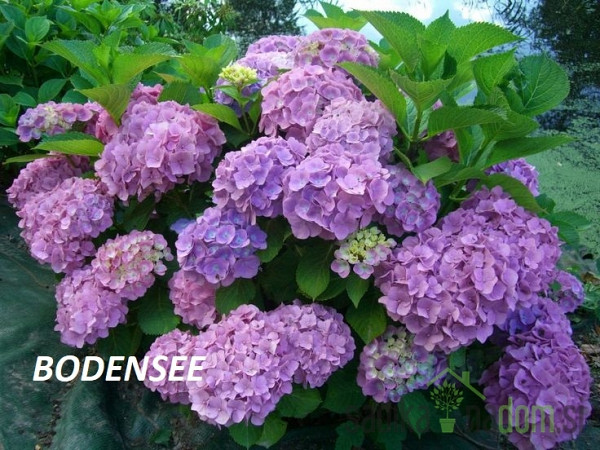 Vrtna hortenzija (Hydrangea macrophylla)