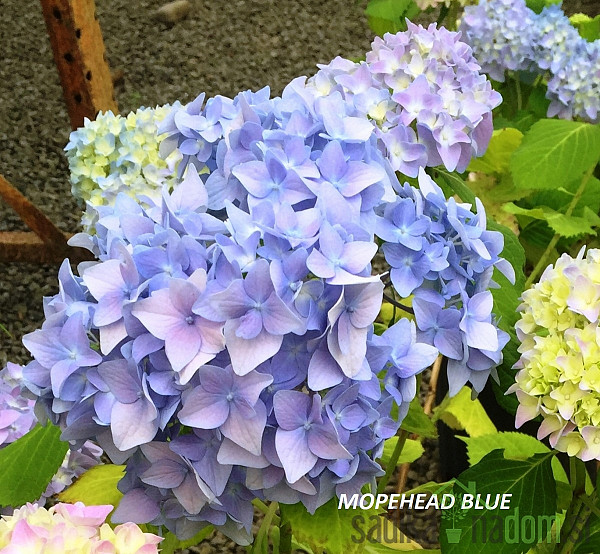 Vrtna hortenzija (Hydrangea macrophylla)