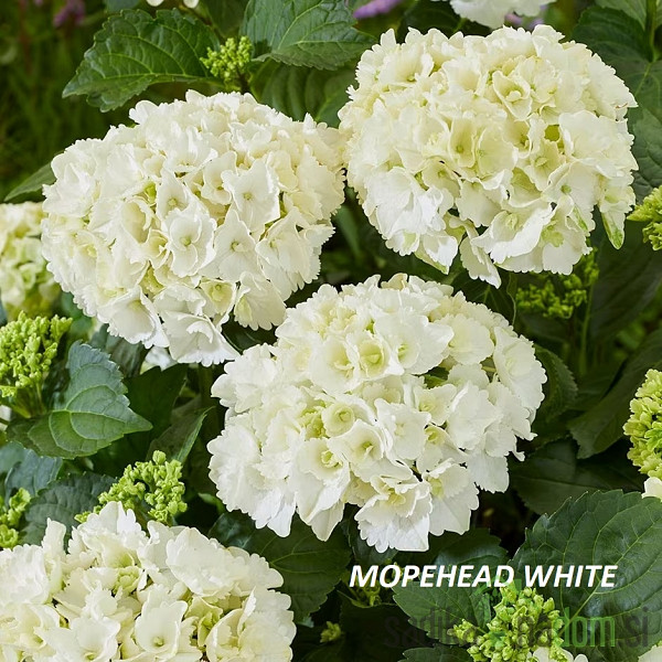 Vrtna hortenzija (Hydrangea macrophylla)